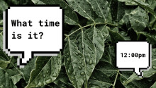Plant cells signal between each other to agree on what time it is