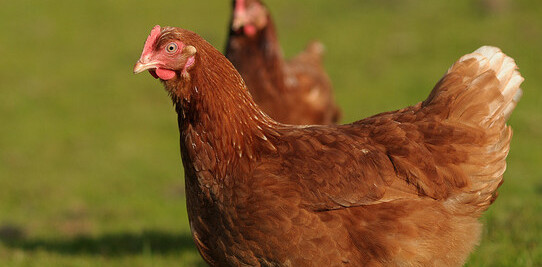 Well that’s solved then. Chicken born without an egg in Sri Lanka