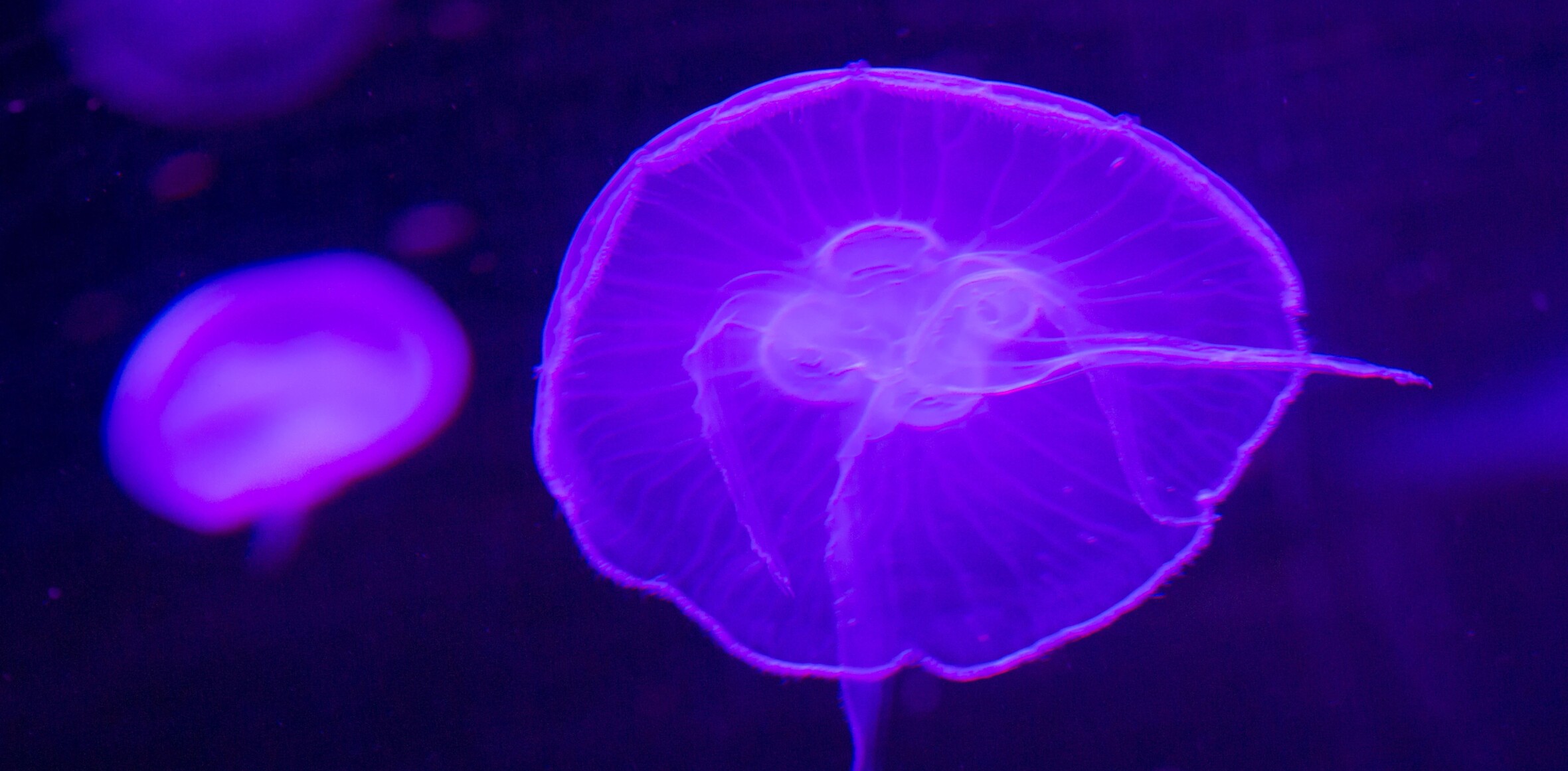 Biz Stone’s new mystery startup Jelly nabs ex-Twitter veteran Kevin Thau as its COO