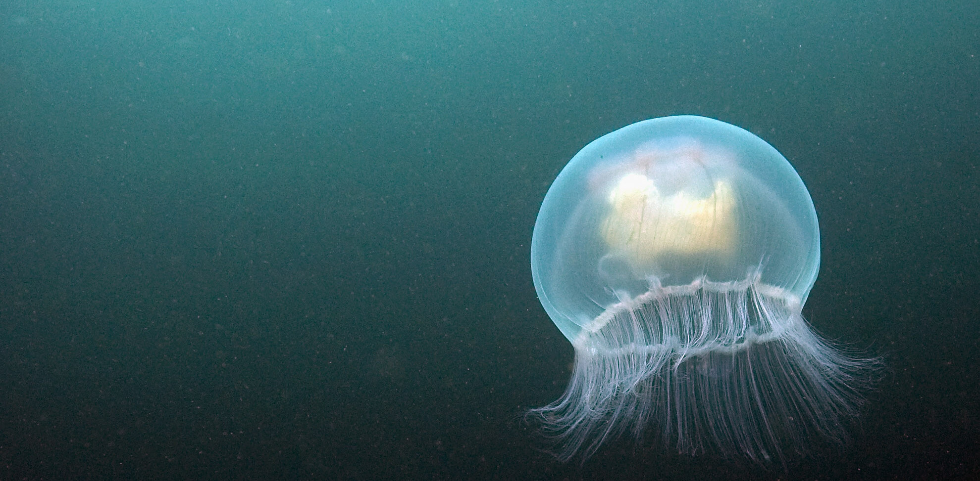 Are you ready for this Jelly? How brands should be using Biz Stone’s new Q&A app