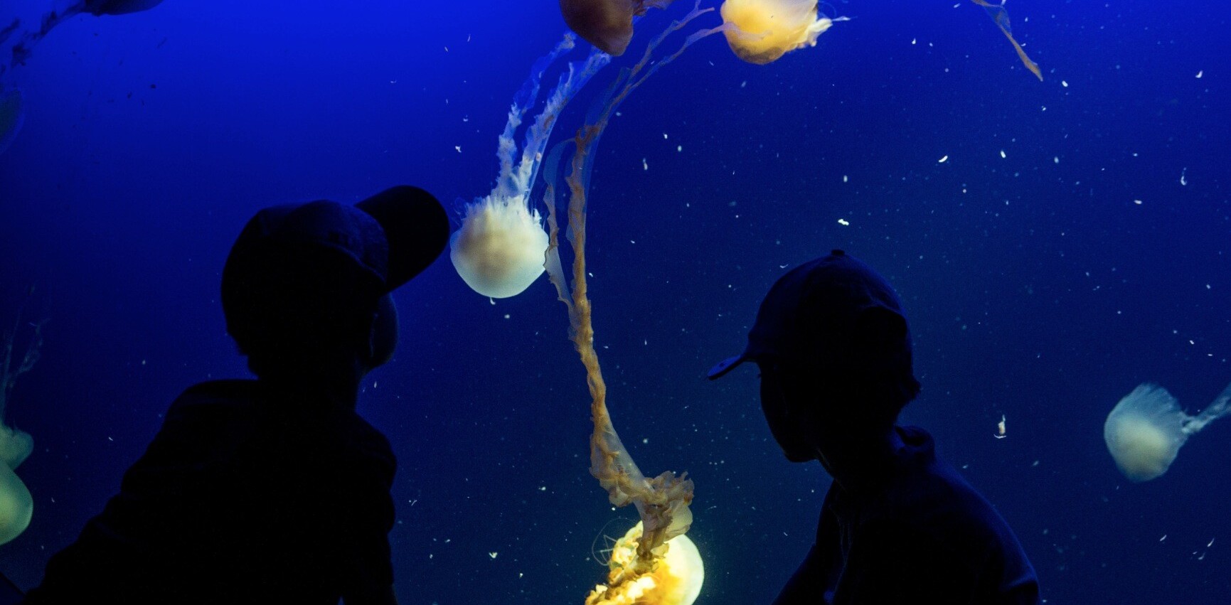 Twitter co-founder Biz Stone’s Jelly snags ex-Apple Web frameworks and iOS engineer Brian Kadar