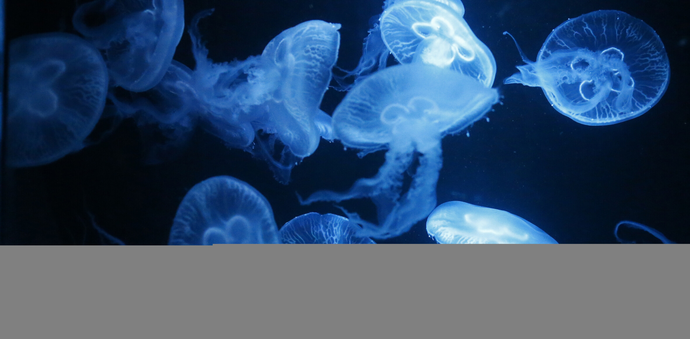 Biz Stone launches Jelly, a service for crowdsourcing answers from your social networks