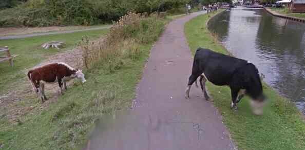 Google takes the issue of bovine privacy very seriously