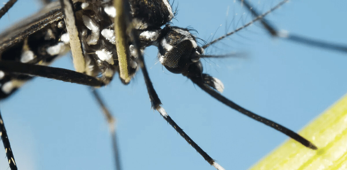 Malaria won’t be solved by feeding mosquitos sugar, researchers conclude