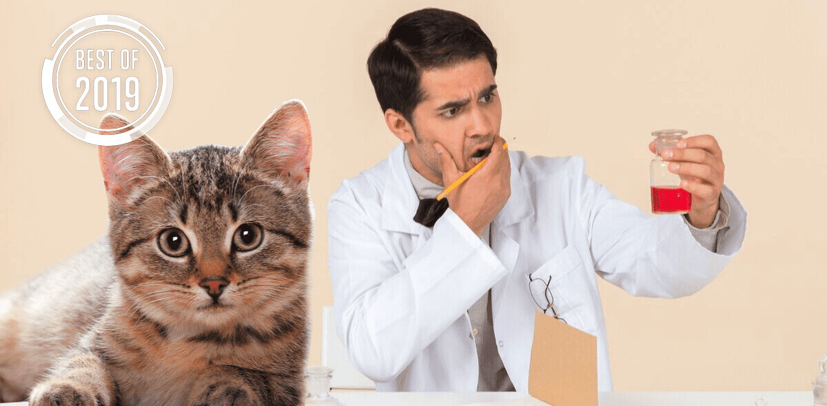 [Best of 2019] Billions are infected by a cat poop brain bug, but studying it is vexing researchers