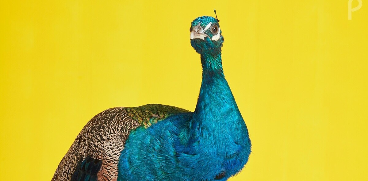 NBC launches Peacock streaming service for Comcast customers