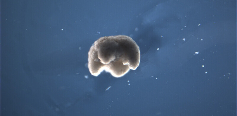 Scientists used stem cells to create a new life-form: Organic robots