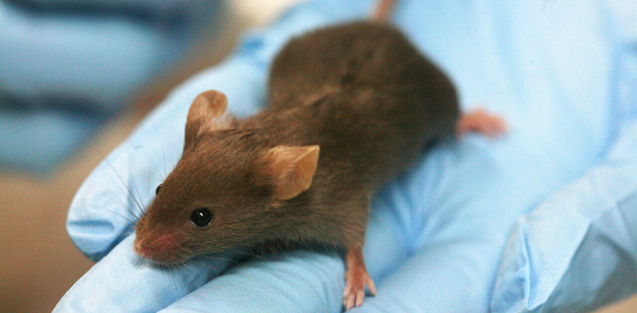 How a theoretical mouse could crack the stock market