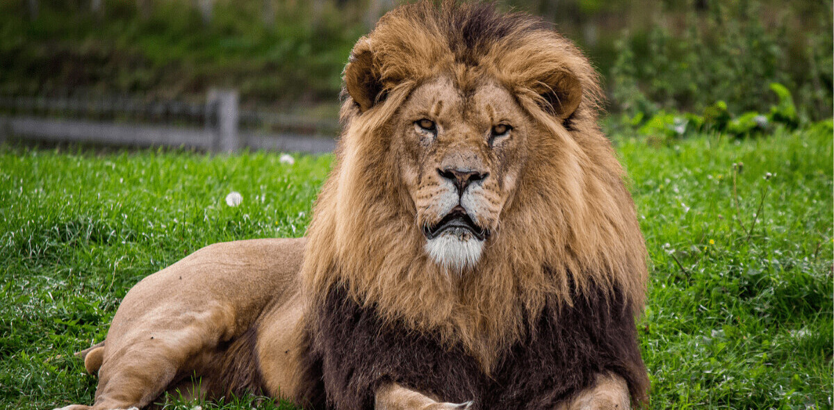 AI analyzes biology studies to find out we’re getting better at wildlife conservation