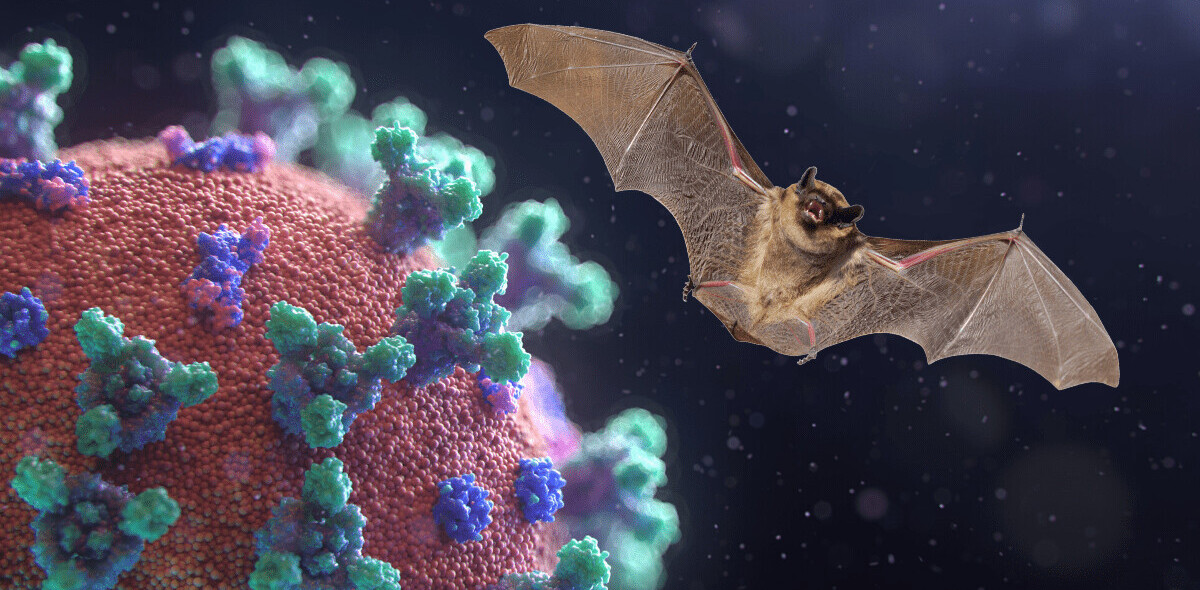 Scientists know coronavirus came from bats, not a lab — here’s how