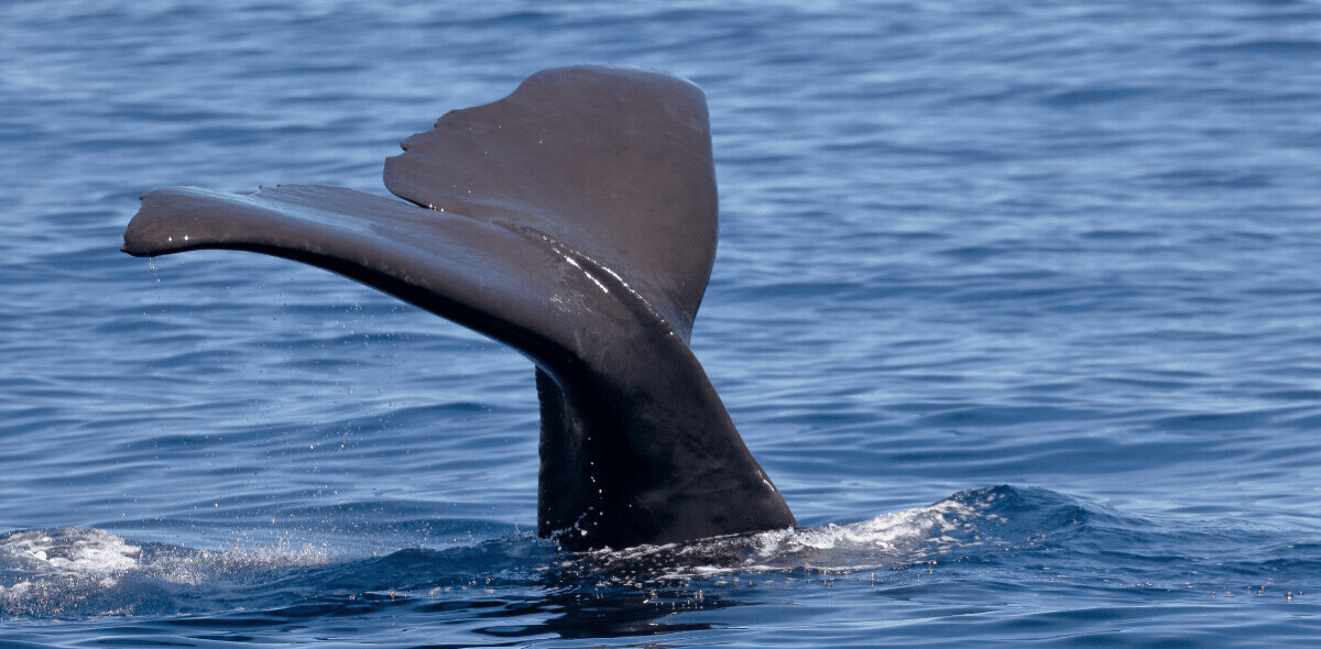 Scientists used underwater drones to find out when sperm whales like to eat