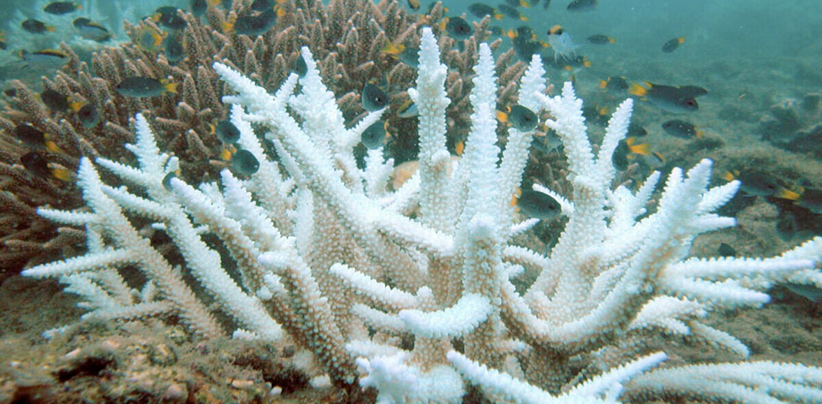 Coral sex: How lab reproduction could restore wild reefs