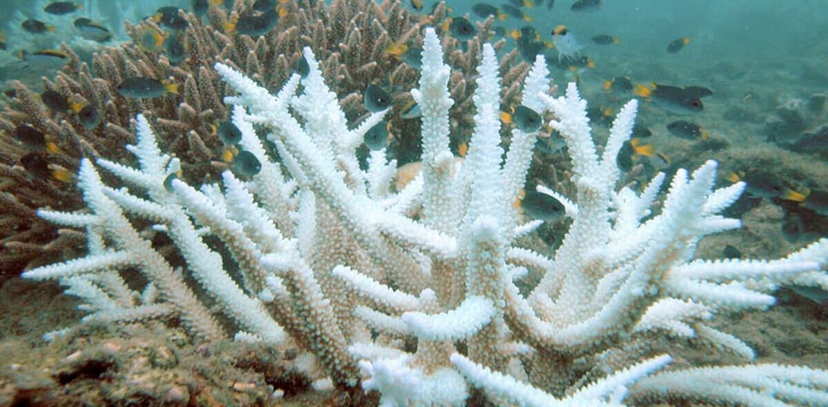 Coral sex: How lab reproduction could restore wild reefs
