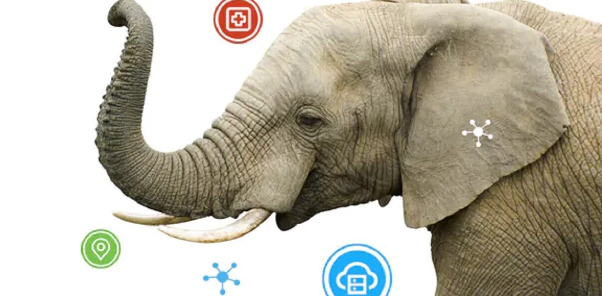 How AI can give endangered elephants a fighting chance