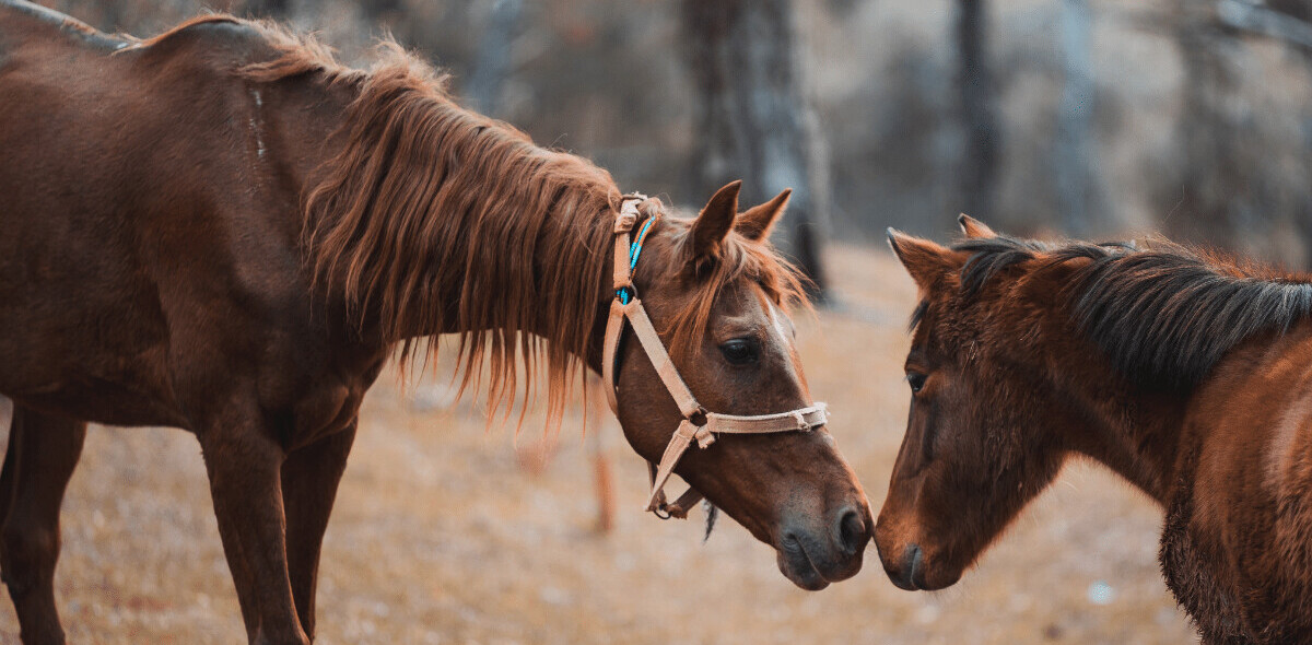 New algorithm suggests horses and camels are susceptible to COVID-19