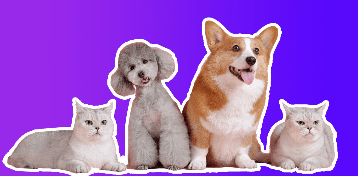 How do you build a pet-friendly gadget? We asked experts and animal owners