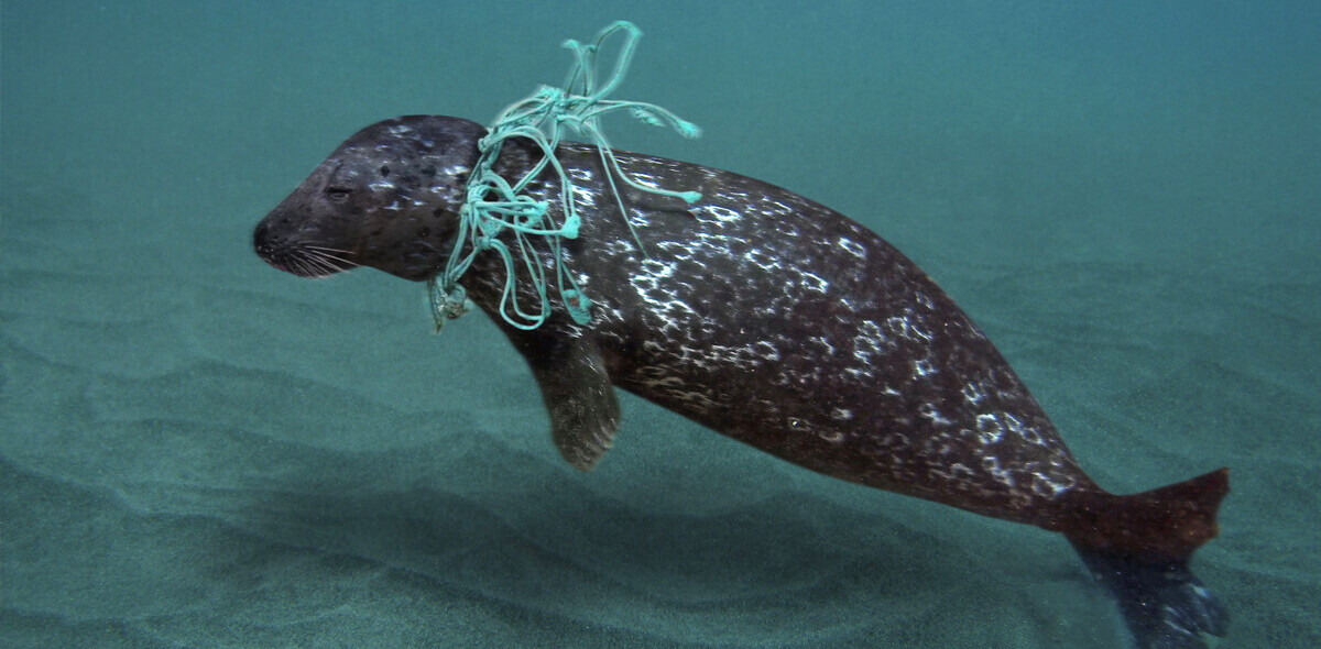 These are the plastic items that kill marine animals most often