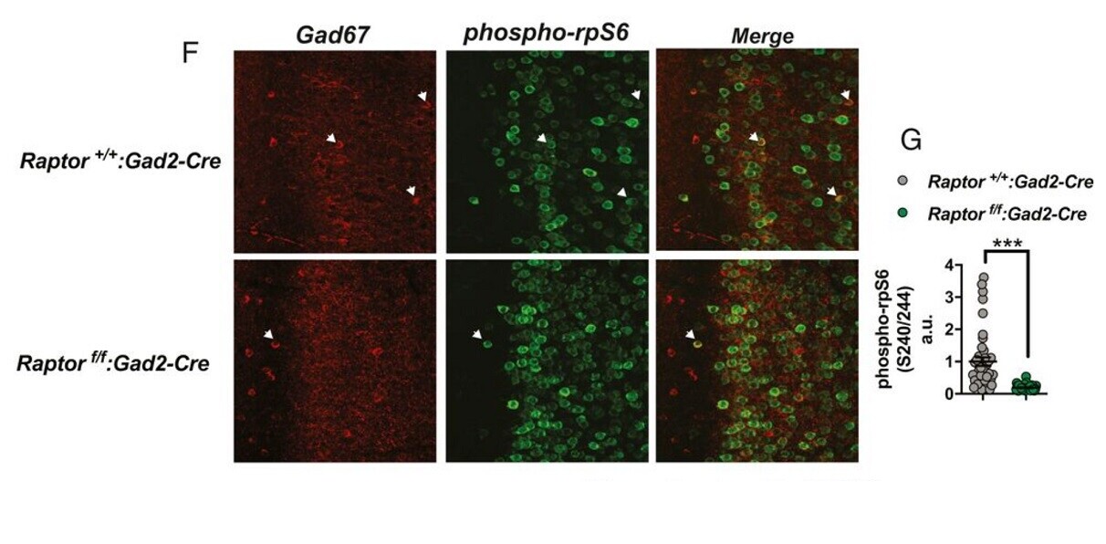 Scientists say dropping acid can help with social anxiety and alcoholism