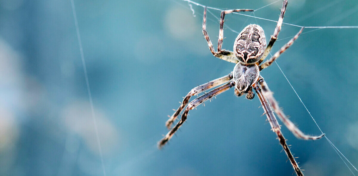 Spider legs build webs without the brain’s help — and could inspire robot limbs