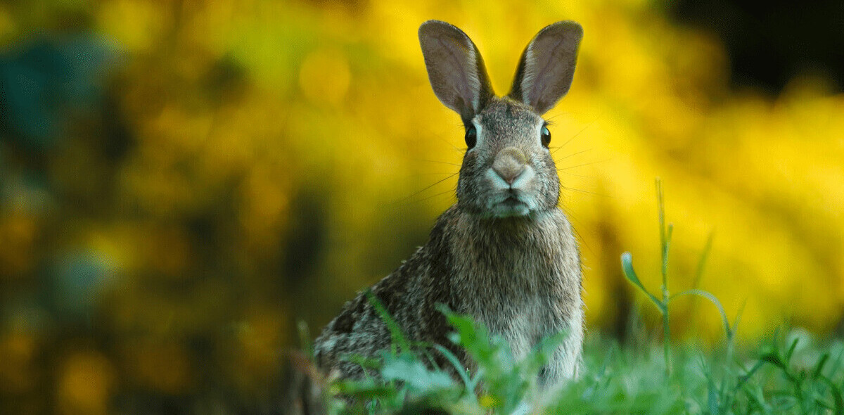 Researchers used AI to determine which overlooked animals could host a new coronavirus