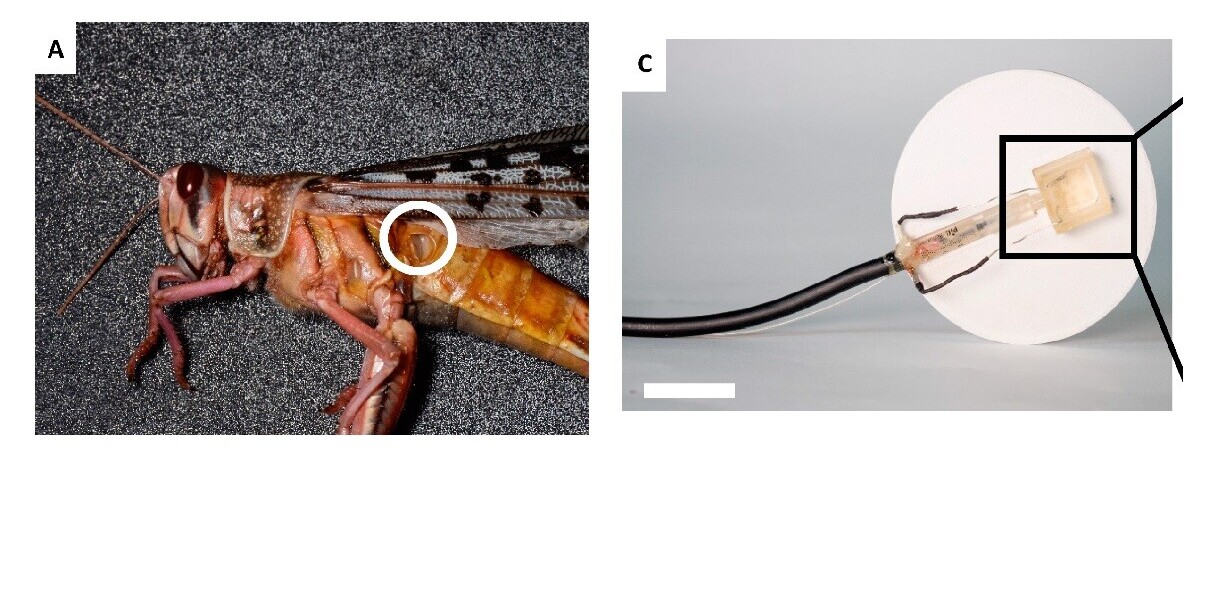 Necromancy: Scientists built a robot that can hear through a dead locust’s ear