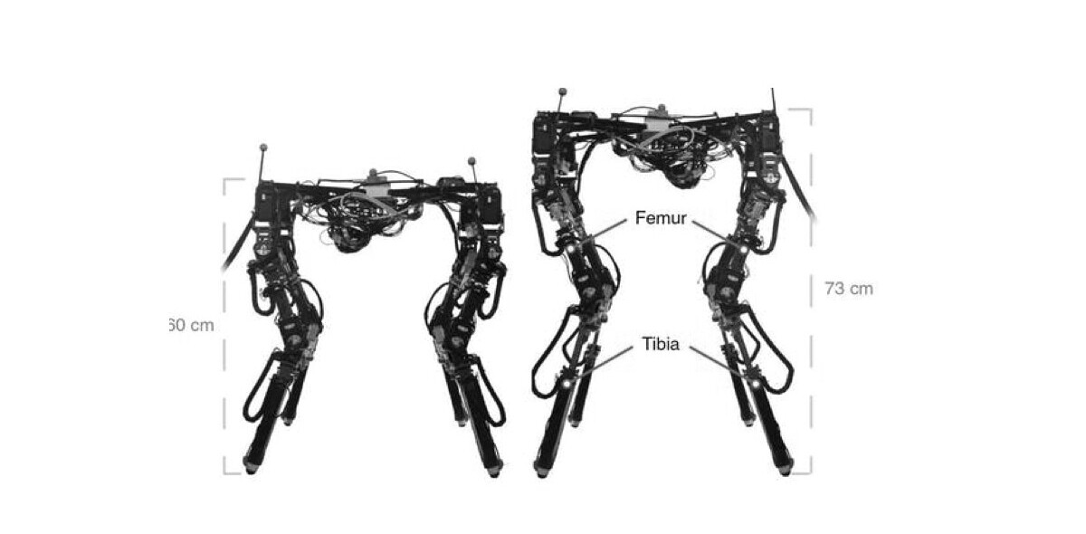 This shape-shifting robot adjusts its body to walk across all kinds of terrain