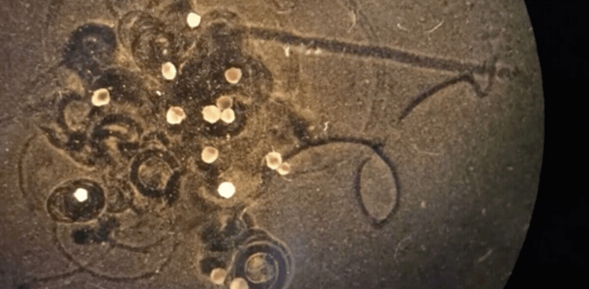 Scientists have created living robots that can self-heal and record memories