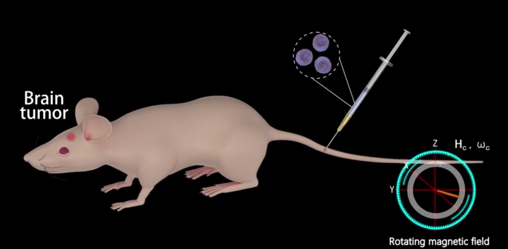 These Trojan horse ‘neurobots’ smuggle drugs past the blood-brain barrier