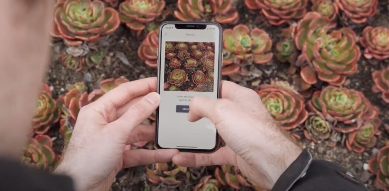 This free AR app helped me remember who my plants are