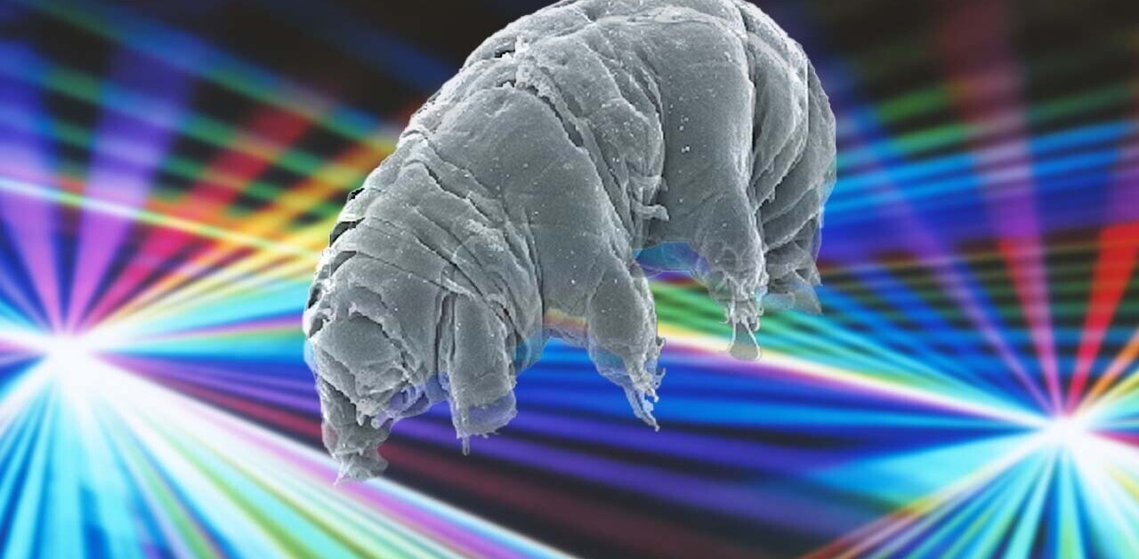 Scientists created a biological quantum circuit in grisly experiment with tardigrades