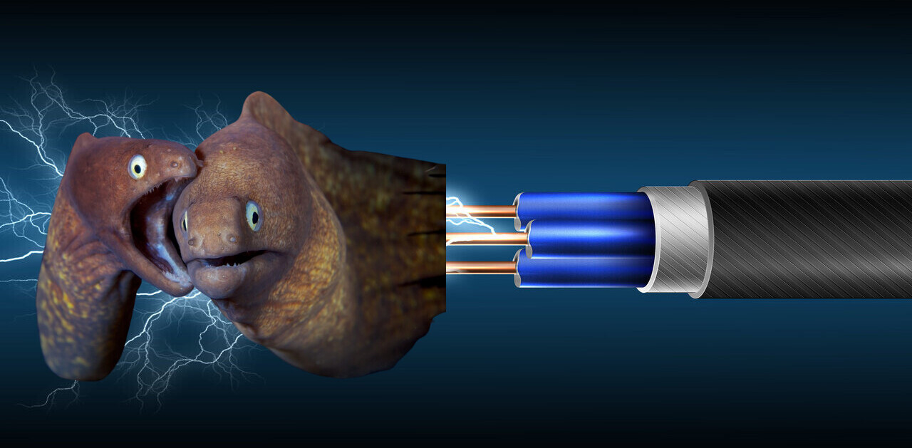 Thanks, electric eels, without you our batteries would suck