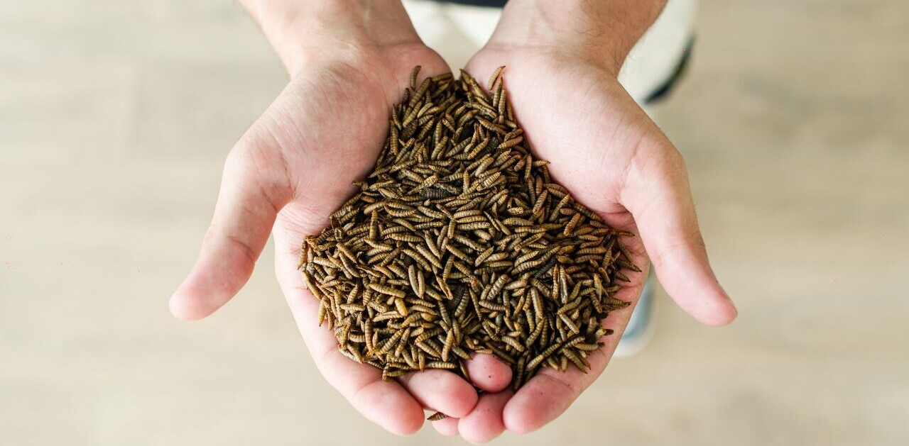 Insect farming startup targets pet food as gateway to human consumption