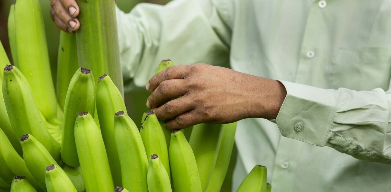 Browning bananas under threat as Philippines approves gene-edited version