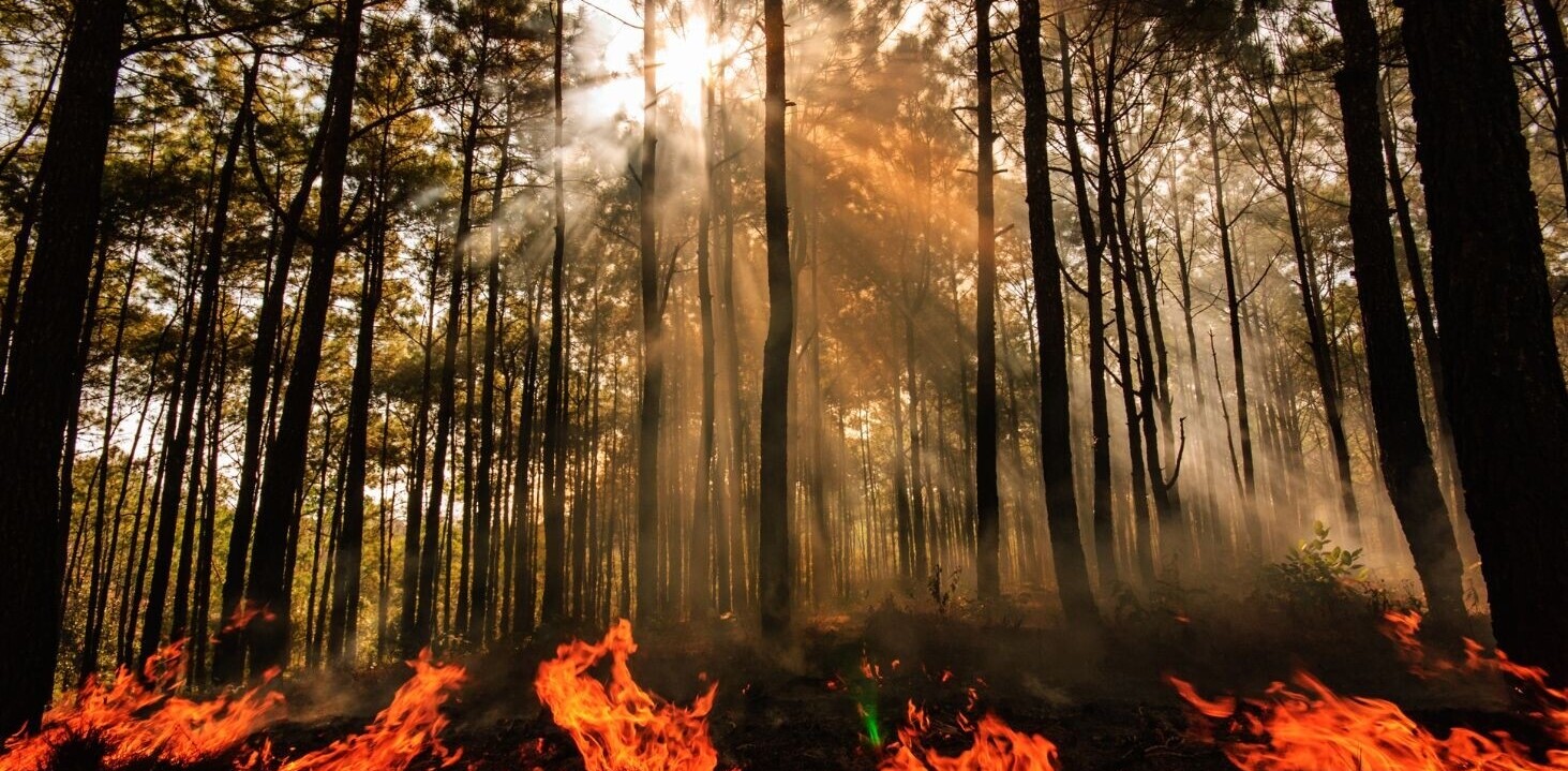 AI sensors in the forest can smell a wildfire before it spreads