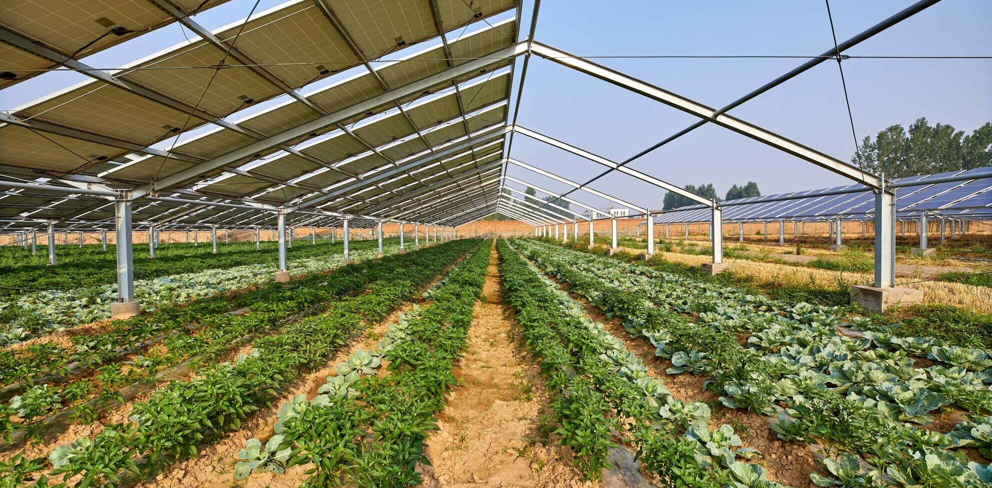 EU backs new project that combines solar power with agriculture