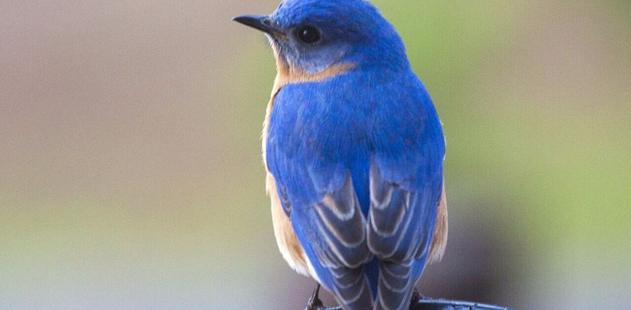 Bluebird-inspired material could boost battery life