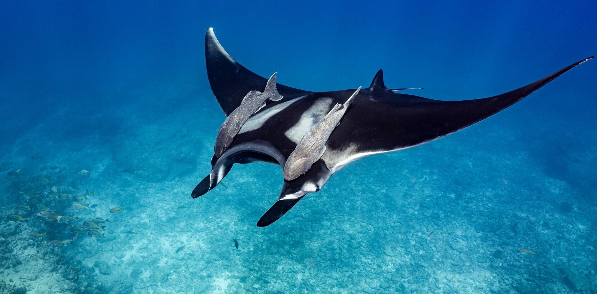 World Ocean Day: Meet 3 tech startups protecting our seas