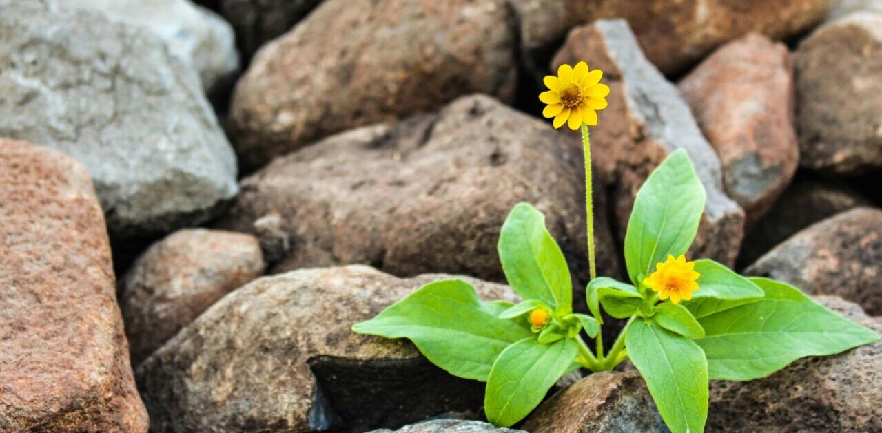 Startup wisdom: Why resilience is the most underrated metric in startup success