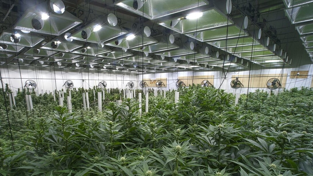Canadian university launches online cannabis cultivation courses