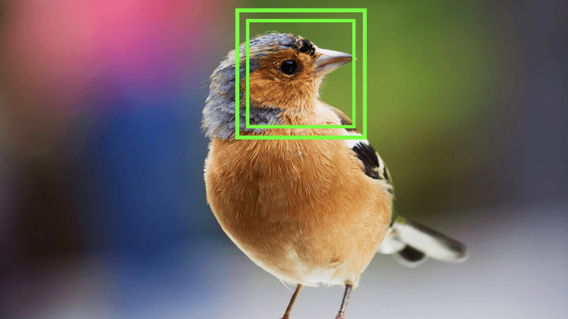 This scientist used facial recognition technology on birds