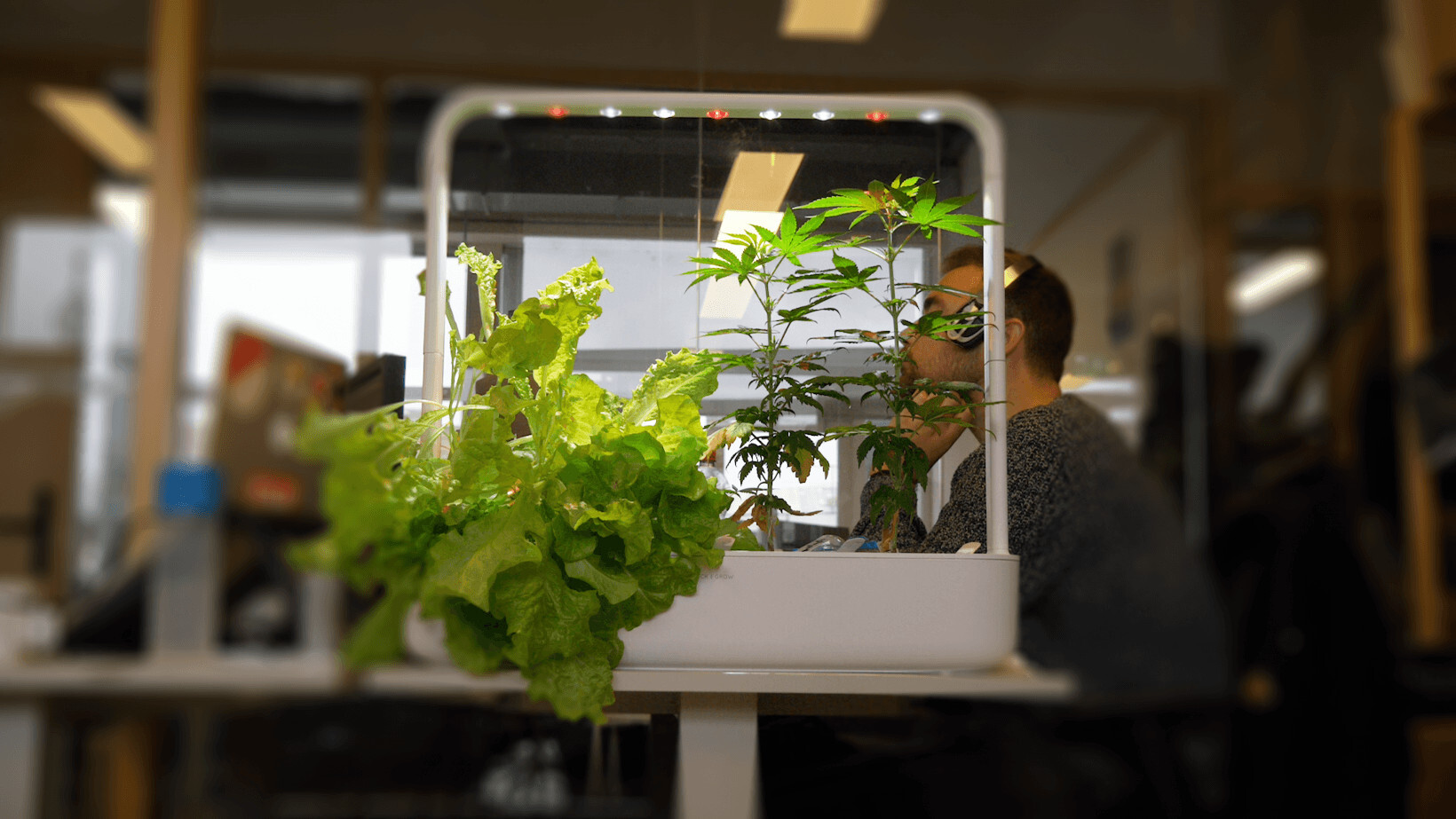 Video: We grew weed in our office with this ~high~ tech smart garden