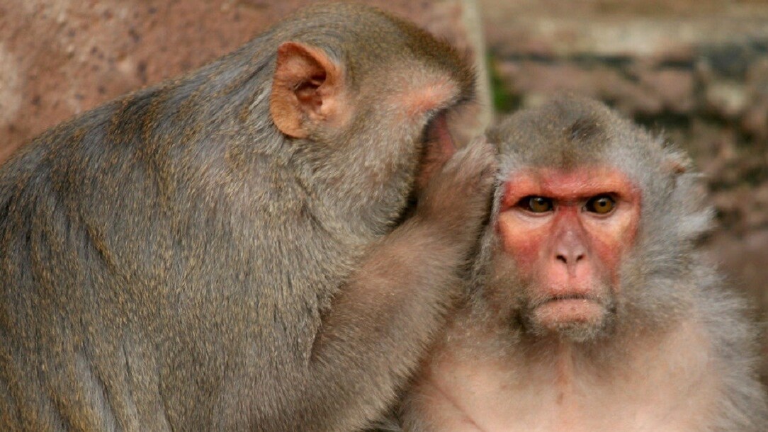 Boosting a single brain molecule reduced anxiety in lab monkeys
