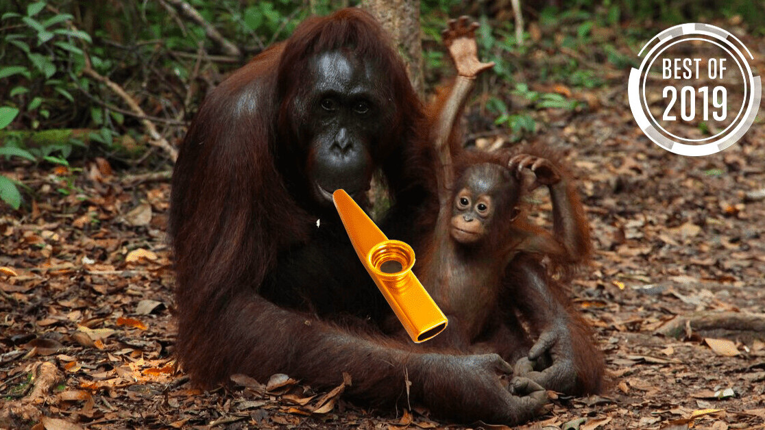 [Best of 2019] Orangutans can play the kazoo – here’s what this tells us about speech evolution