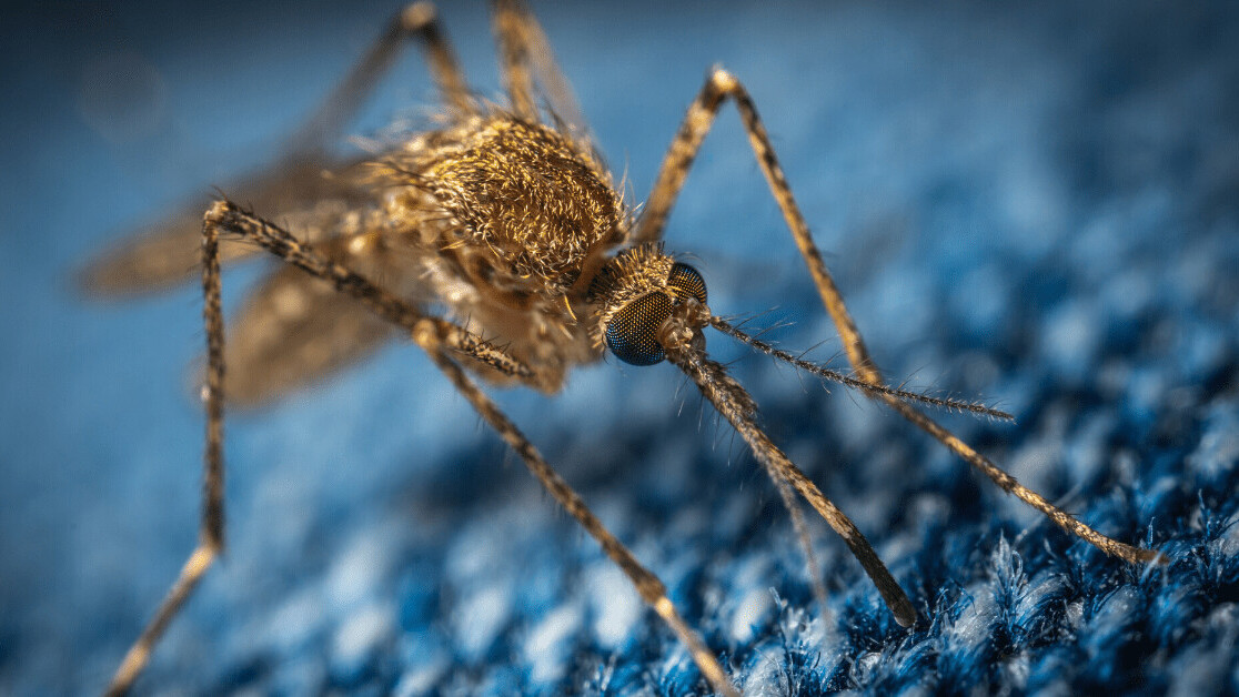 Genetically modifying mosquitoes to prevent disease carries unknown risks
