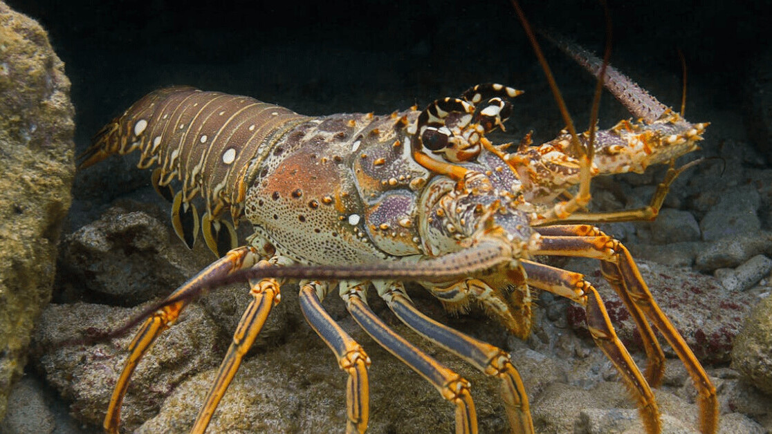 Caribbean seagrass is littered with infected lobsters — but the habitat may save the species