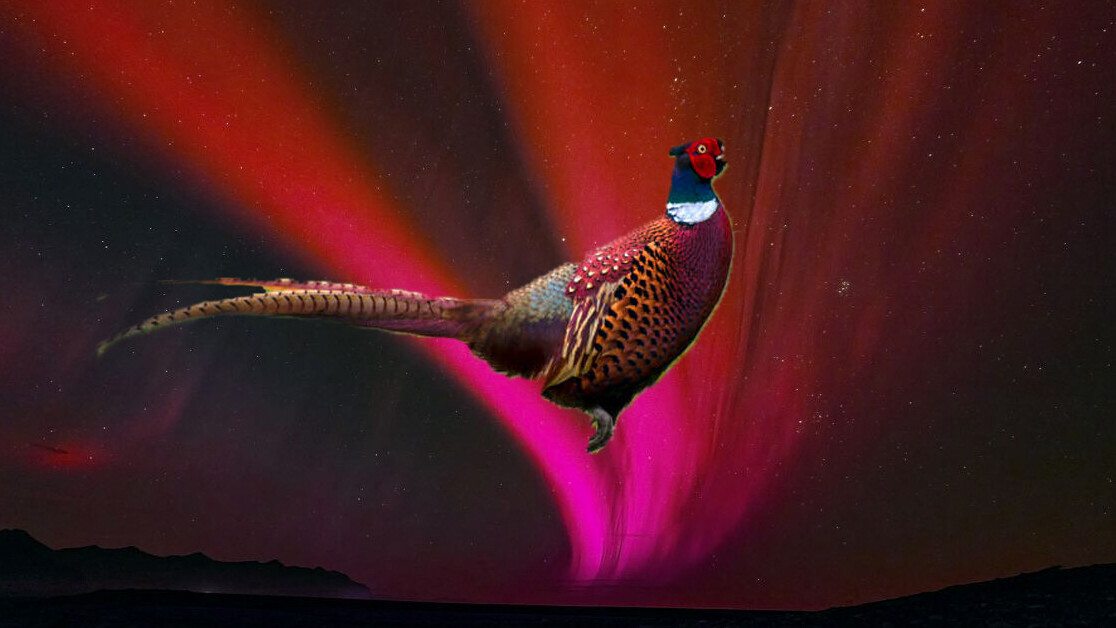 Research: Ancient Japan’s red flying pheasant may have been an aurora