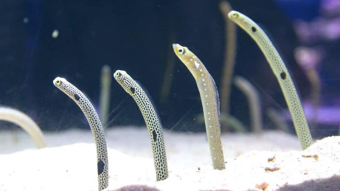 Japanese aquarium asks you to FaceTime its frightened eels