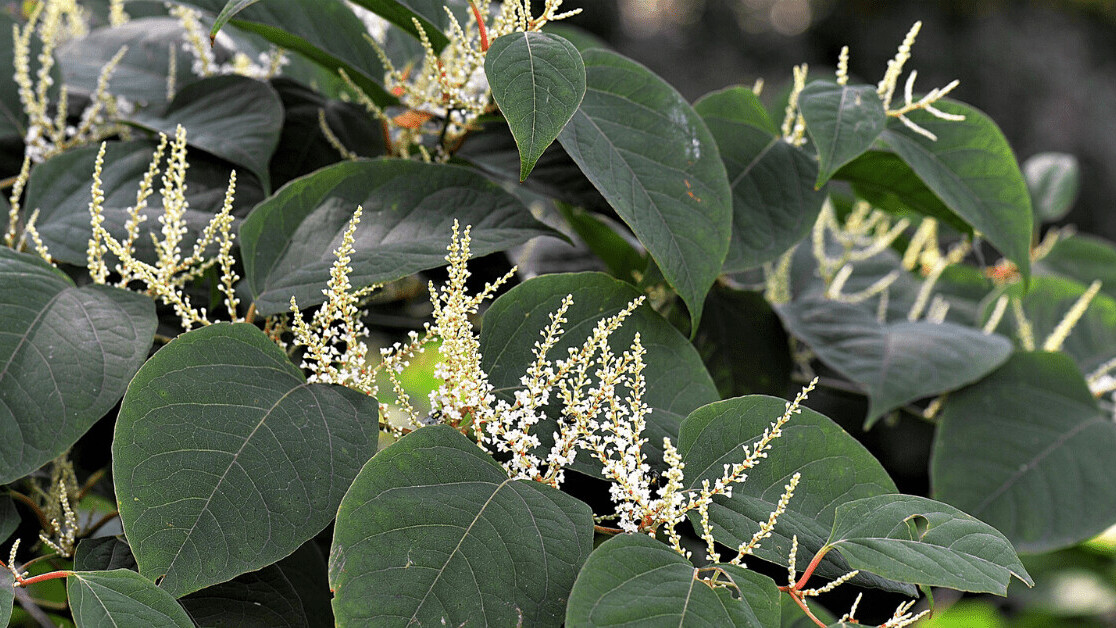 AI is tracking down the UK’s biggest foe: Japanese knotweed