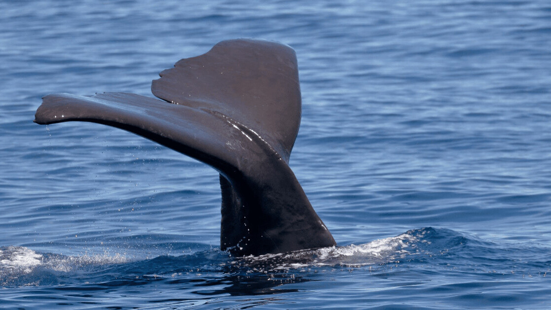 Scientists used underwater drones to find out when sperm whales like to eat