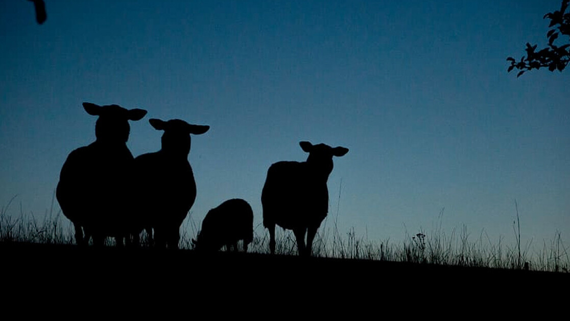 Nocturnal animals keep getting lost — and light pollution is to blame